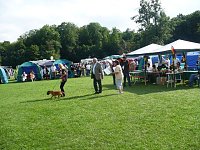 Hunde auf Possen Bild: Hunde auf Possen