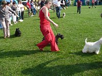 Hunde auf Possen Bild: Hunde auf Possen