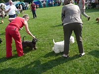Hunde auf Possen Bild: Hunde auf Possen