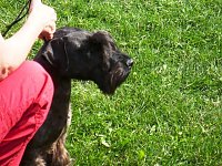 Hunde auf Possen Bild: Hunde auf Possen