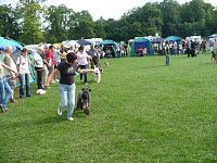 Hunde auf Possen Bild: Hunde auf Possen