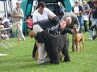 Hunde auf Possen Bild: Hunde auf Possen
