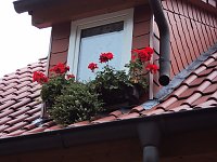 Bild: Frankenh&auml;user Bl&uuml;tensommer