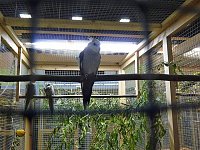 Bild: Vogelausstellung in Sondershausen