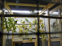Bild: Vogelausstellung in Sondershausen