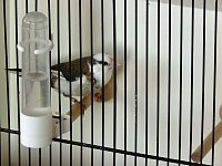 Bild: Vogelausstellung in Sondershausen