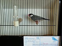 Bild: Vogelausstellung in Sondershausen