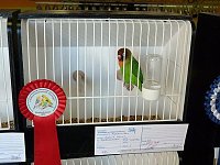 Bild: Vogelausstellung in Sondershausen