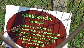Bild: Blutbuche dahin?