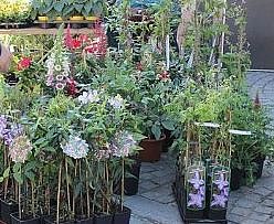 Bild: Sondersh&auml;user Blumen-, Pflanzen- und Staudenmarkt