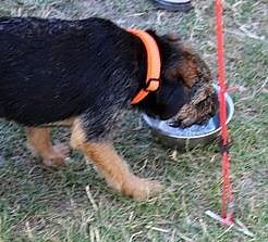 Bild: Hundehasser in Artern?