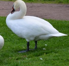 Bild: Einsatztaktische Kommunikation mit einem Schwan