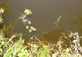 Bild: Kleiner Parkteich