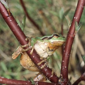 Bild: Neue T&uuml;mpel f&uuml;r den Froschk&ouml;nig