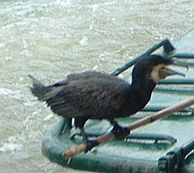 Bild: Jung Kormoran