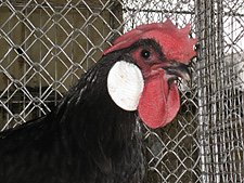 Bild: Huhn