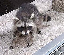 Bild: Waschb&auml;r