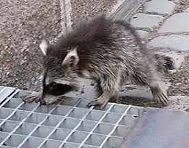 Bild: Waschb&auml;r