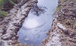 Pro Kyffh&auml;userwald