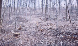 Pro Kyffh&auml;userwald