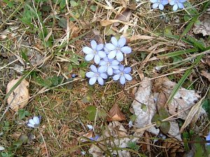 Fr&uuml;hling angekommen