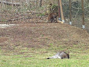 Tiere Possen
