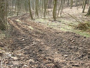 Waldgang am Possen
