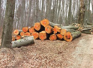 Waldgang am Possen