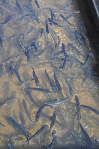Fischfest in Auleben