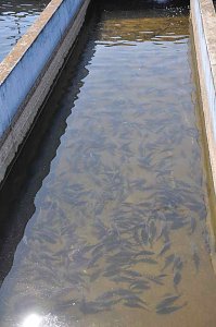Fischfest in Auleben