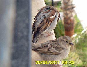 Amore auf der Balkonbrüstung