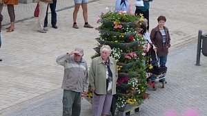 Fliederkrone gesetzt