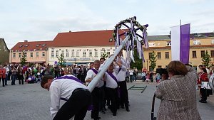 Fliederkrone gesetzt