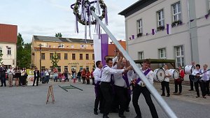 Fliederkrone gesetzt