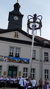 Fliederkrone gesetzt