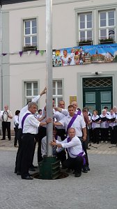 Fliederkrone gesetzt