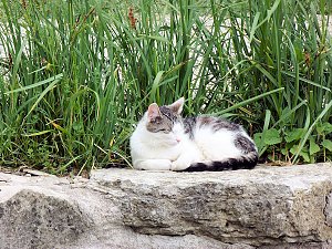 Auf dem Possen bei Sondershausen