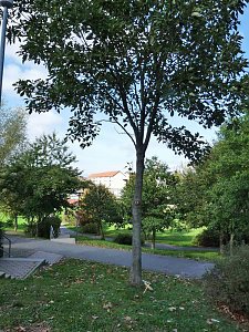 Baum des Jahres
