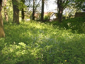 Schlosspark Ebeleben