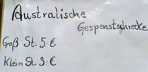 Die Welt der Riesenspinnen