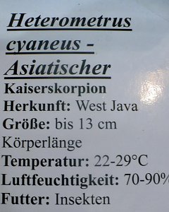 Die Welt der Riesenspinnen