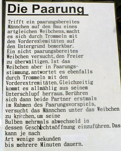 Die Welt der Riesenspinnen