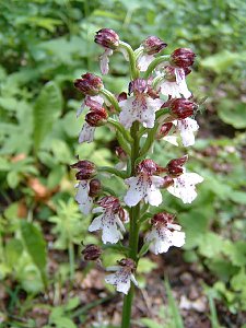Orchideen