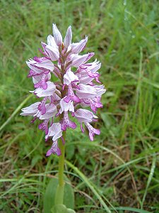 Orchideen