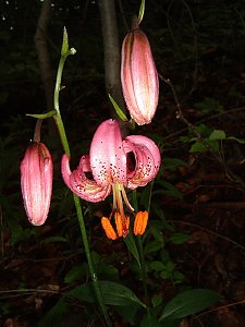 Orchideen