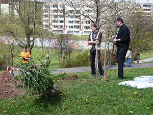 Baum des Jahres gepflanzt