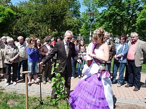 Flieder geehrt