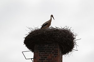 Jungstörche werden beringt