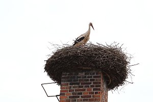 Jungstörche werden beringt