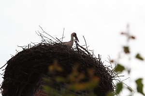 Jungstörche werden beringt